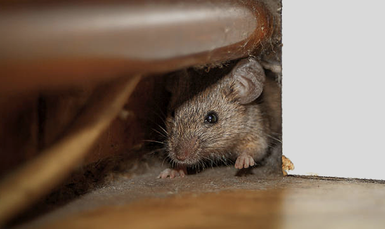 Désinsectisation, dératisation, désinfection et dépigeonnage